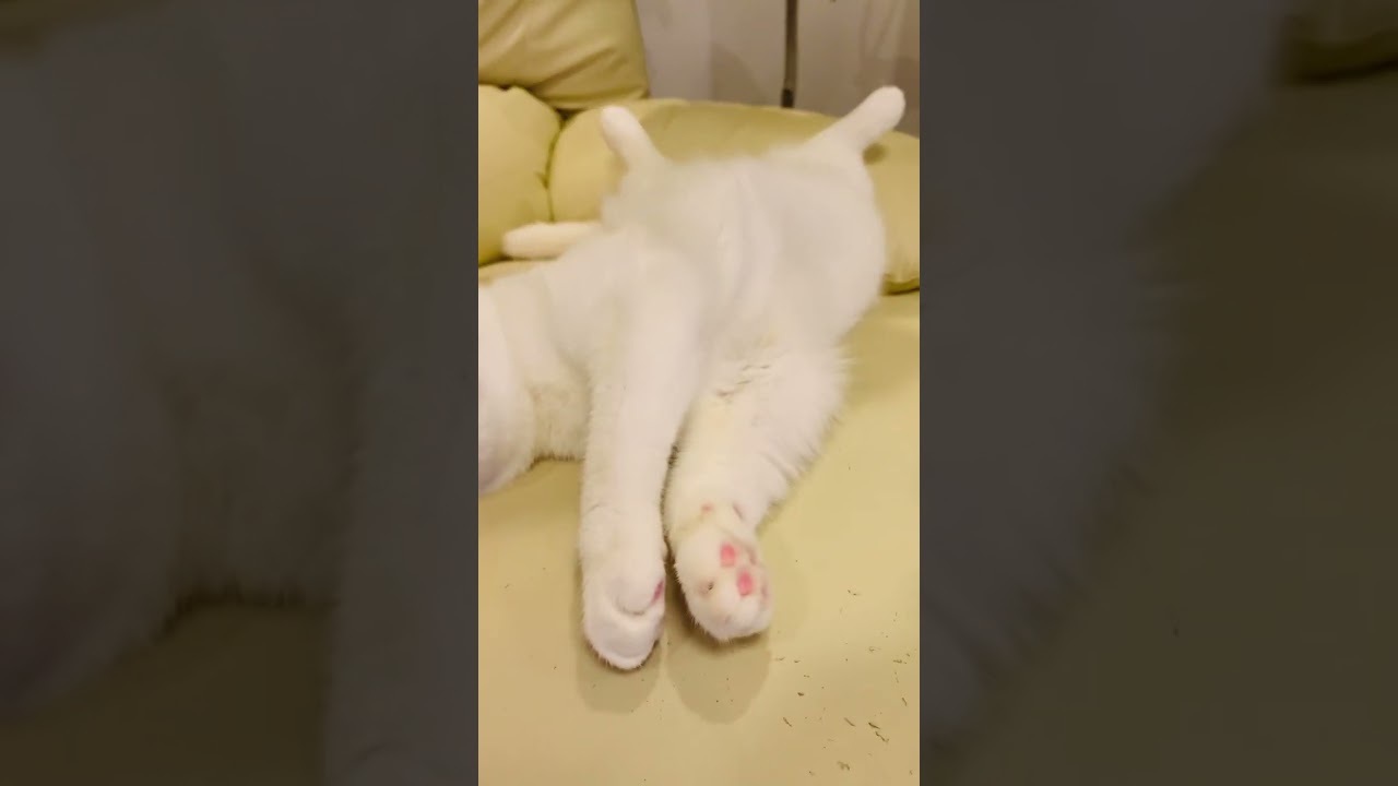 ソファでくつろぐ猫（くりーむ）【スコティッシュフォールド】#shorts