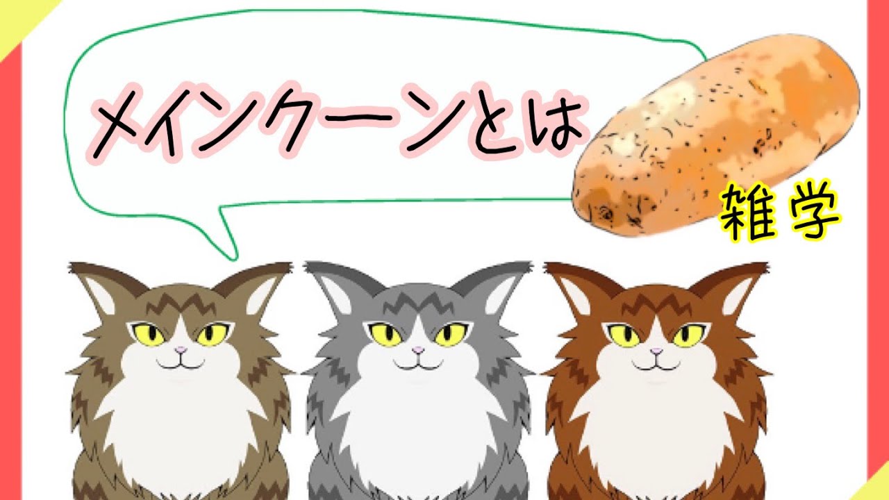 【猫】メインクーンとは【雑学・豆知識】Maine Coon