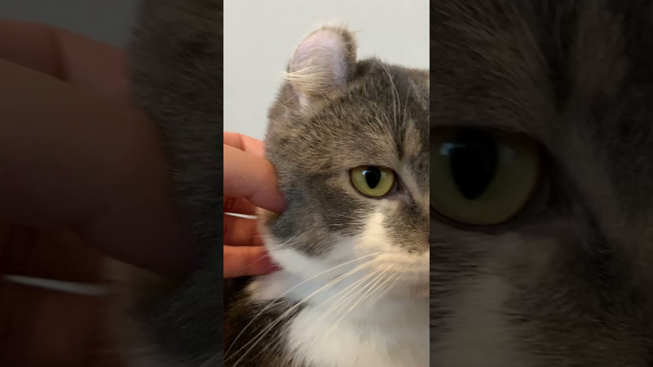 撫でてほしくて仕方がない子猫【アメリカンカール・たぴ】