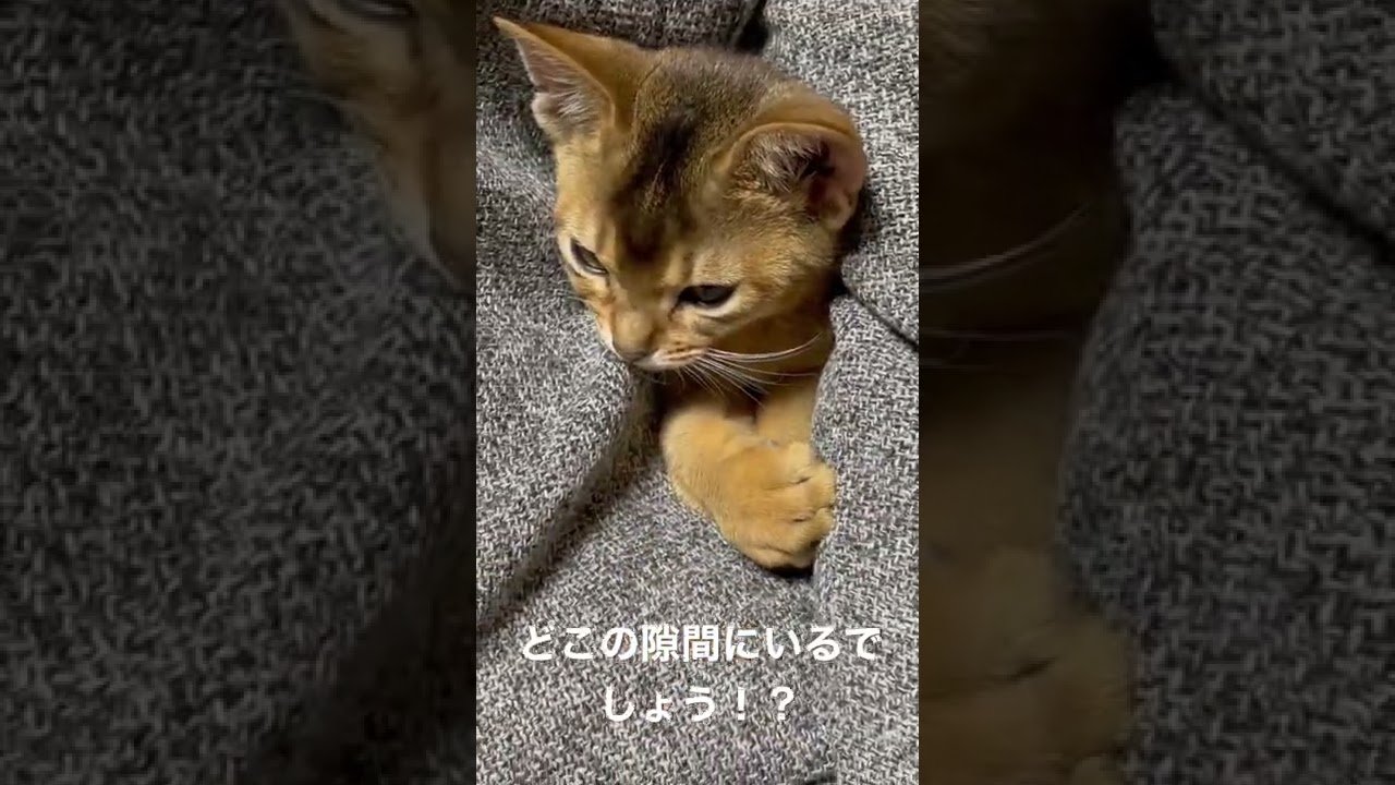 隙間大好き子猫ちゃん     #アビシニアン #子猫