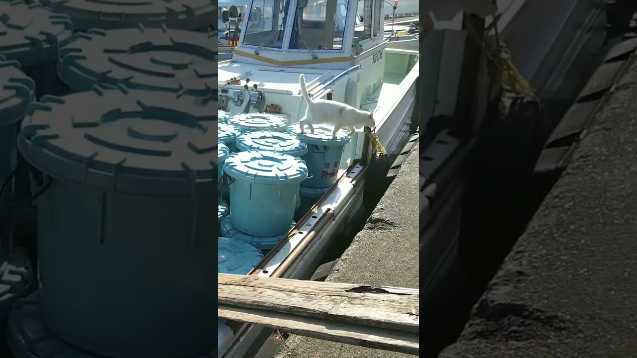 船に潜入する島猫【日本】