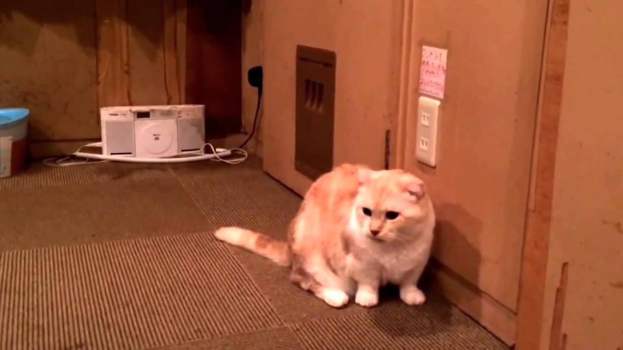 マンチカンの歩き方がかわいい件＠猫カフェ　 Munchkin's walking is cute @ cat café