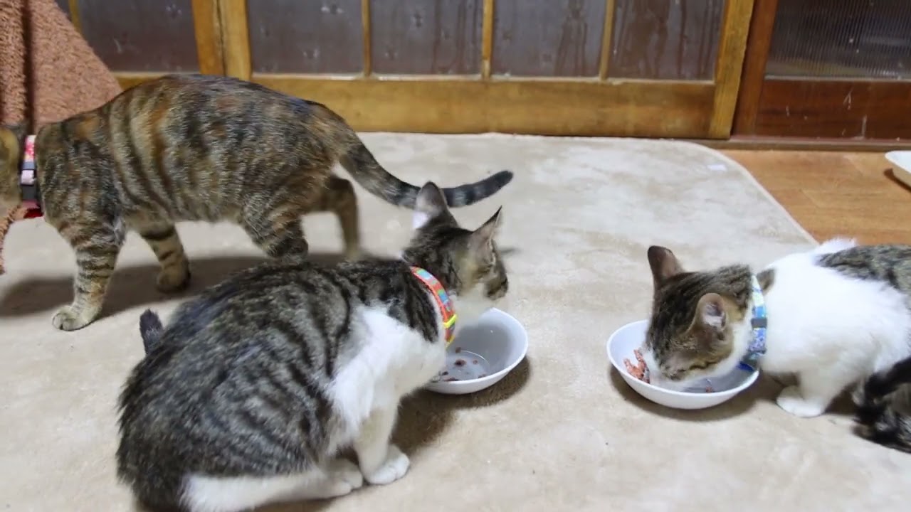 子猫たちのお食事 221228
