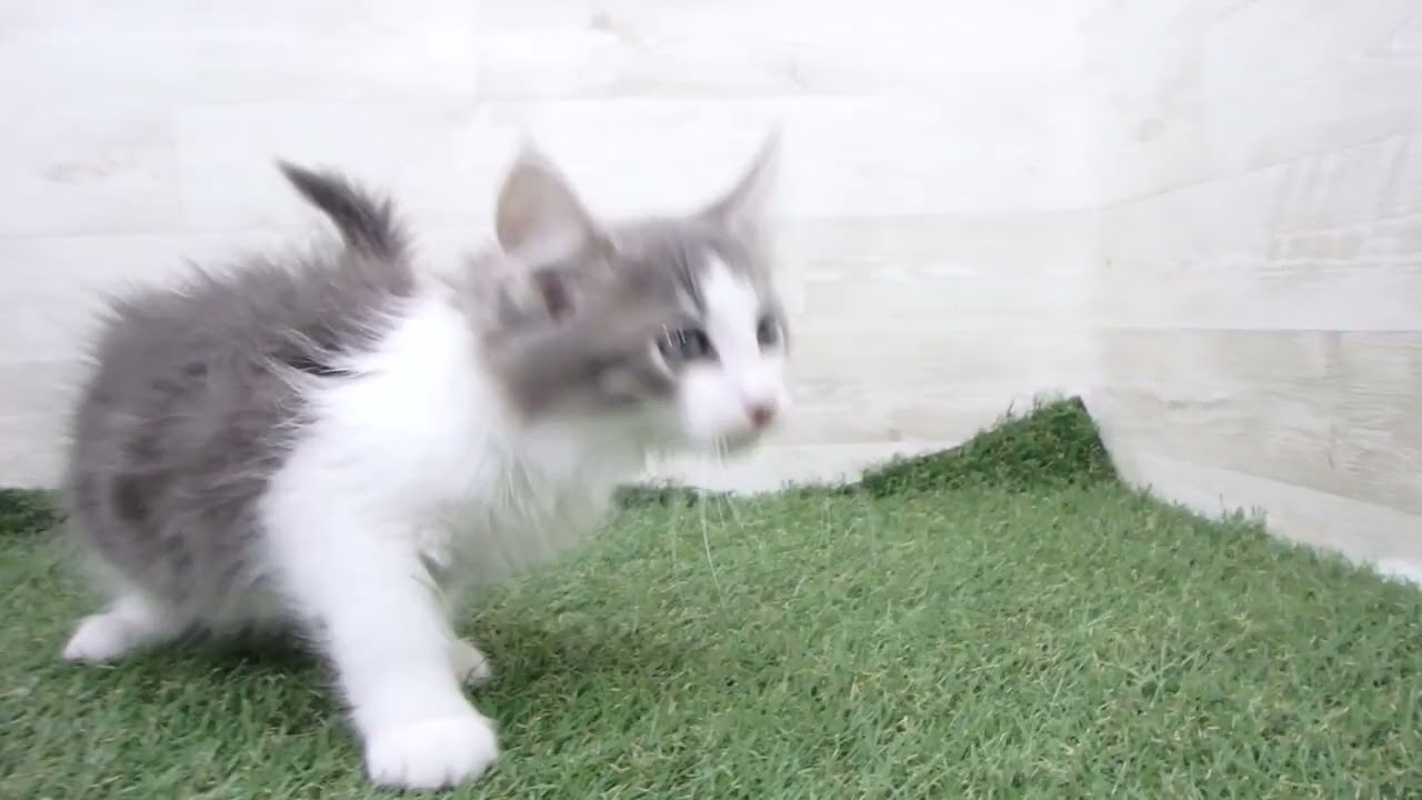 00610606 ノルウェージャン・フォレストキャット