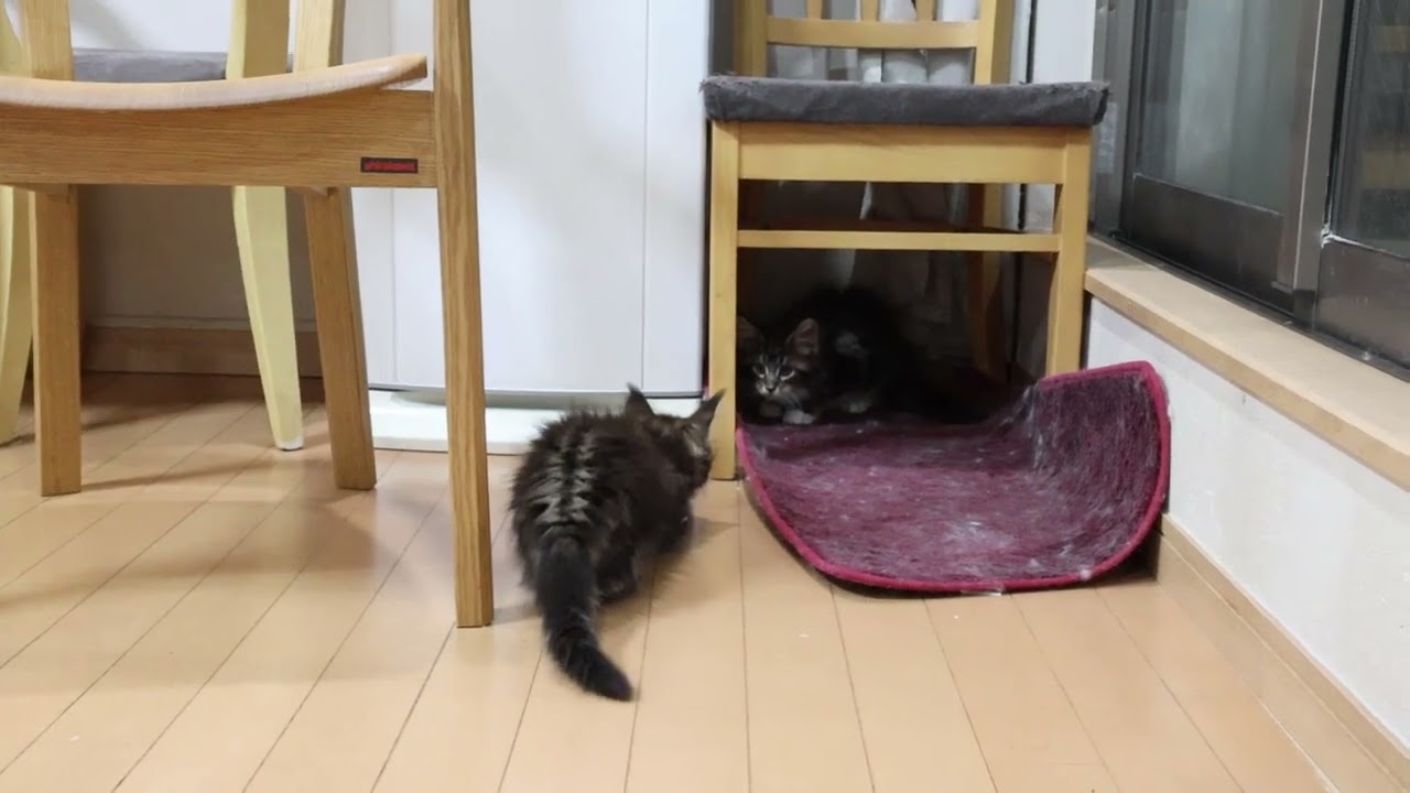 メインクーン子猫達新居へ飛び立ちました