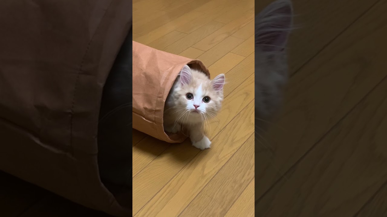 【スコティッシュフォールド】だるまさん転んだが、好き過ぎる子猫😅バレてないと思ってます！