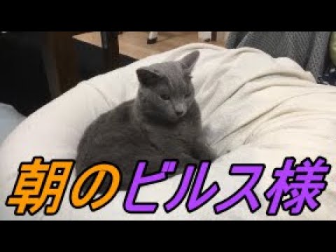 ある朝の猫たち（ロシアンブルー）