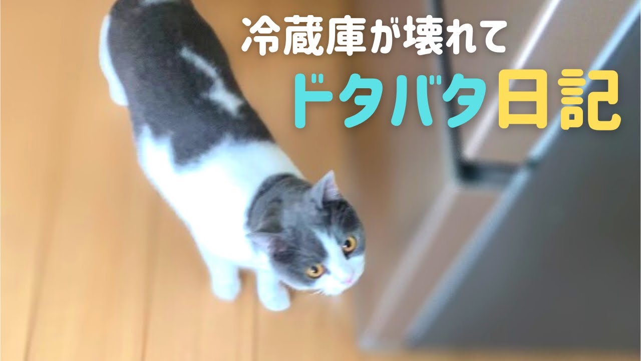いつもと違う休日にあたふたするハチワレ猫【ブリティッシュショートヘア】