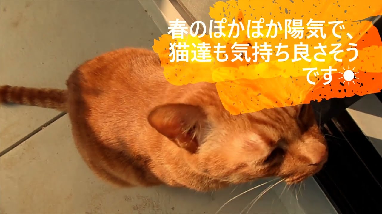 【猫と植物】ミーちゃんの大事なお仕事😸【日本猫の３ニャン】