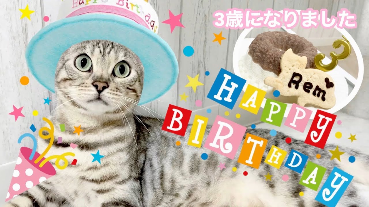 【祝3歳】シルバーベンガルの誕生日を松阪牛でお祝いしてみた