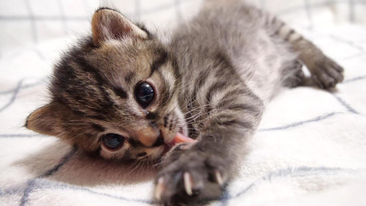 お腹いっぱいの子猫が羨ましそうにミルクを飲む子猫を見つめる【赤ちゃん猫　保護猫】