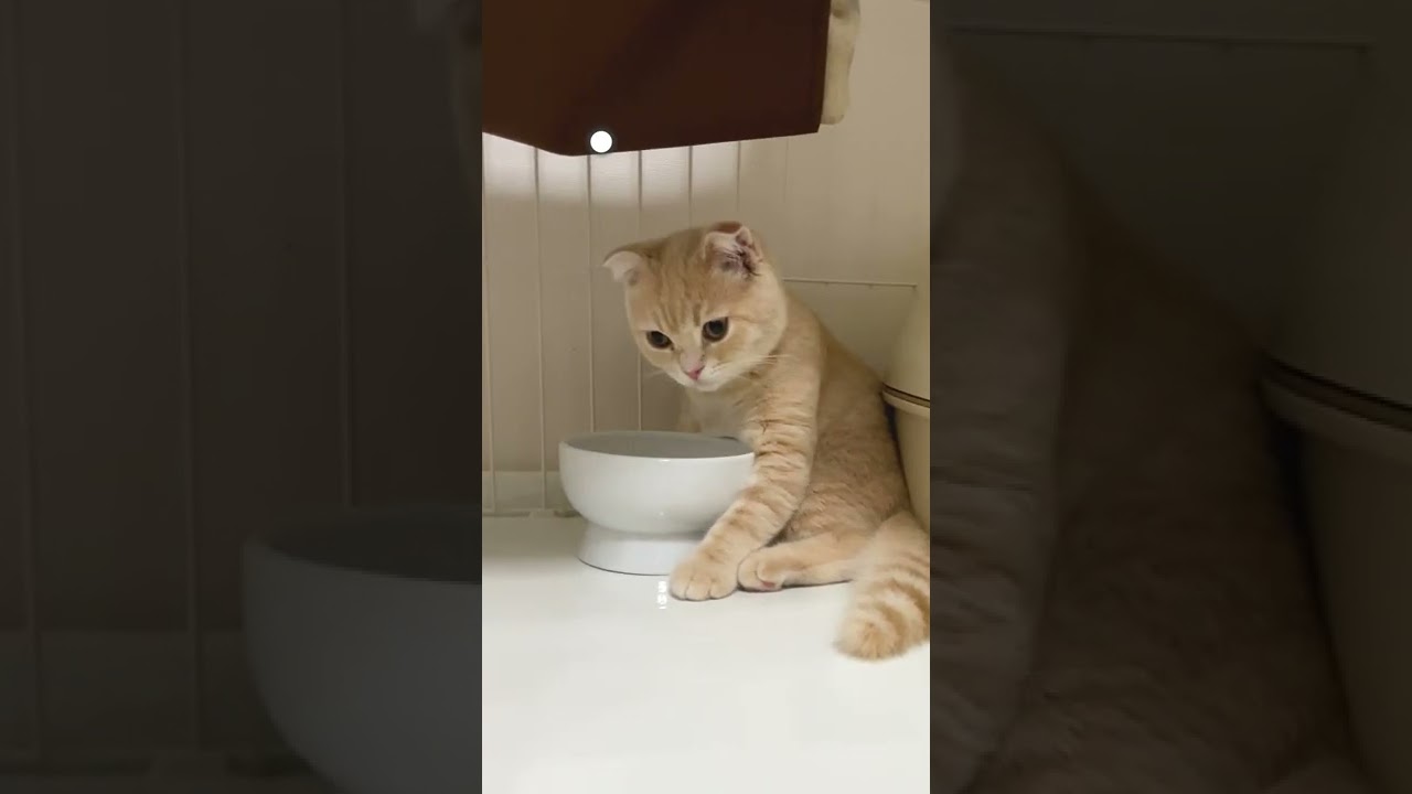 水の飲み方の癖が強い子猫【スコティッシュフォールド】#shorts