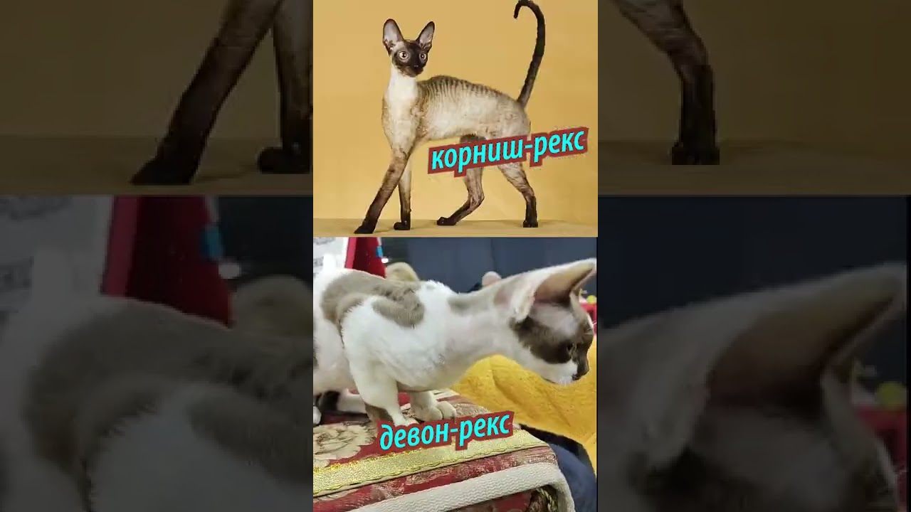Разница между девон-рексом и корниш-рексом?