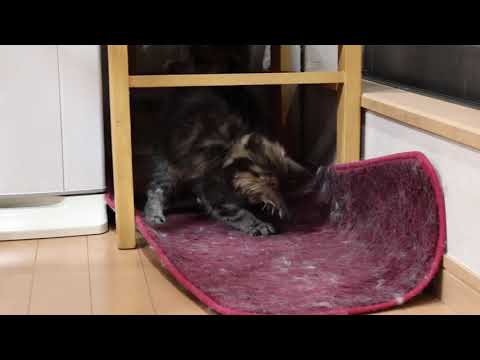 メインクーン子猫達新居へ飛び立ちました