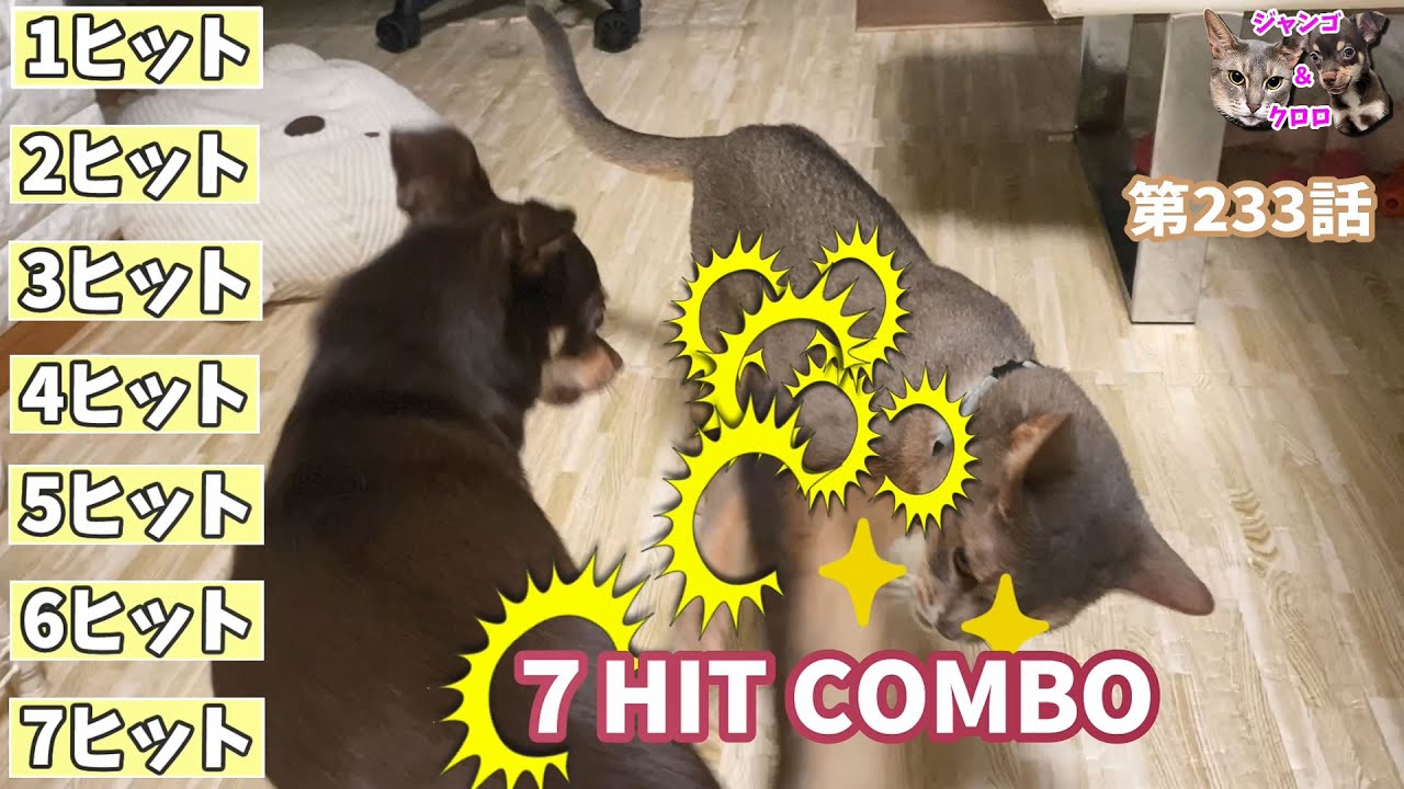 [233話] (チワワ&アビシニアン) 猫と犬のじゃれあい 猫の7連ヒットコンボ