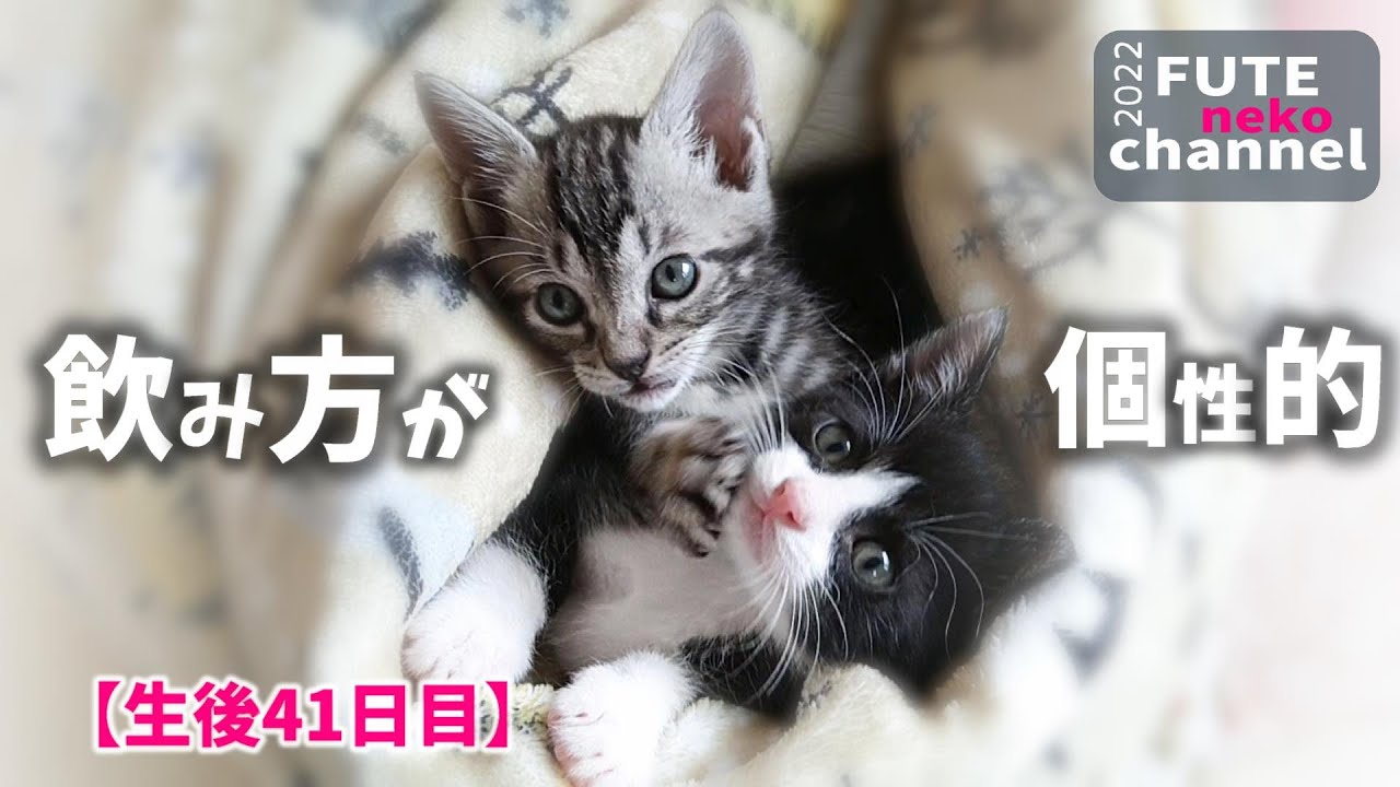 水の深さを予測する子猫｜てんと＆そら㊶【保護子猫】