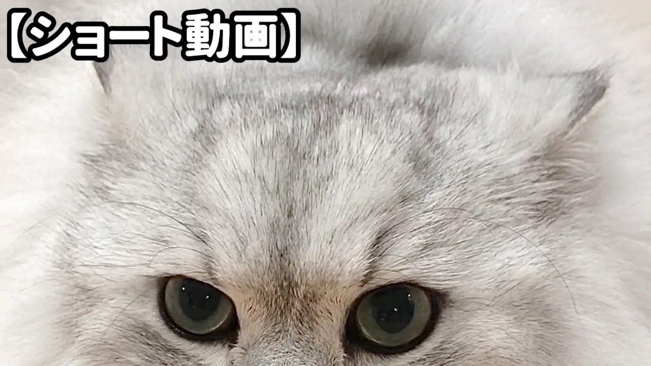 ただひたすらイカ耳な猫 【サイベリアン】 #Shorts