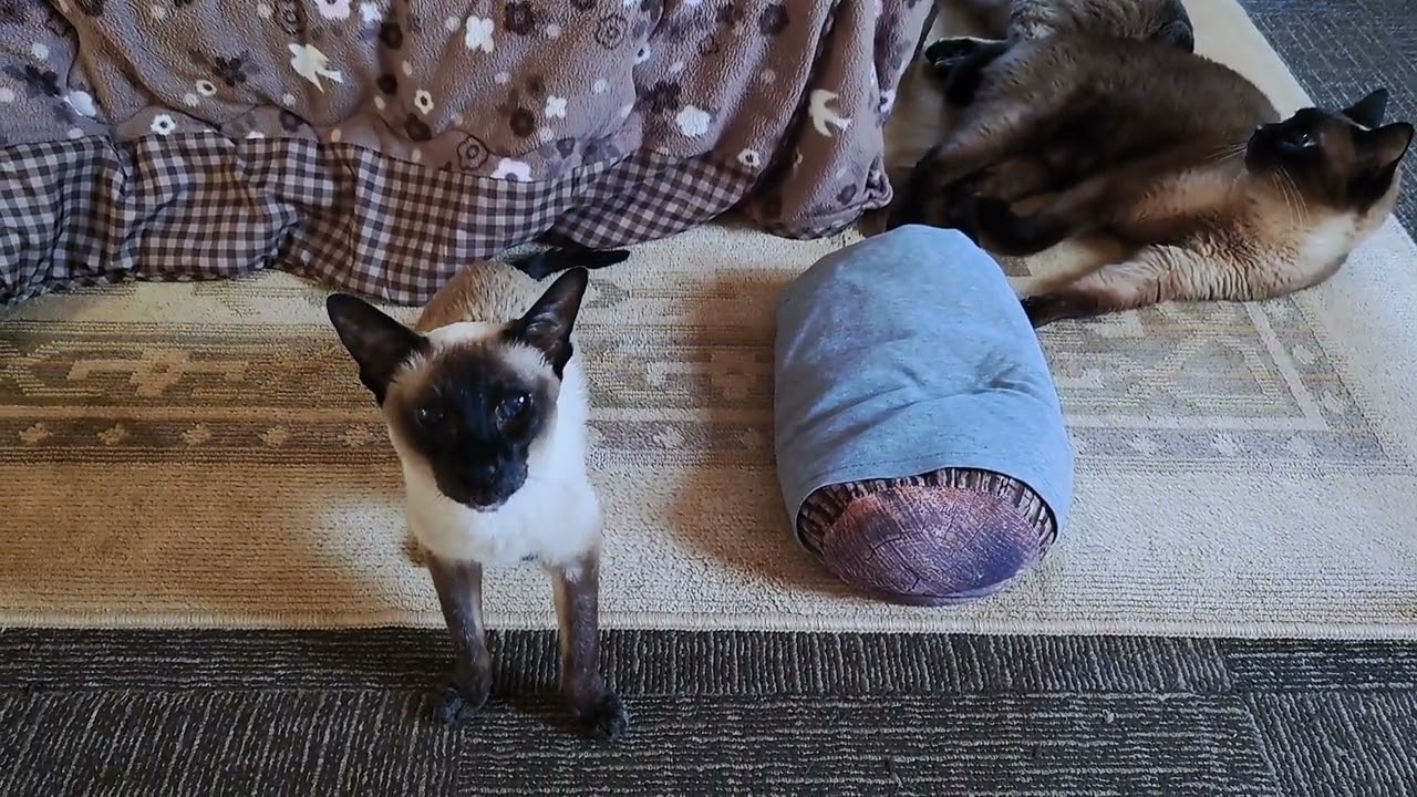 シャム猫ランちゃん《19歳 野太い声》