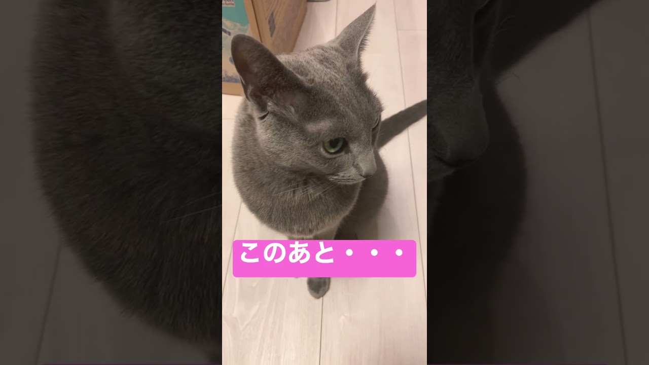 撫でてもらいにきたロシアンブルー #ロシアンブルー #しっぽ吸い