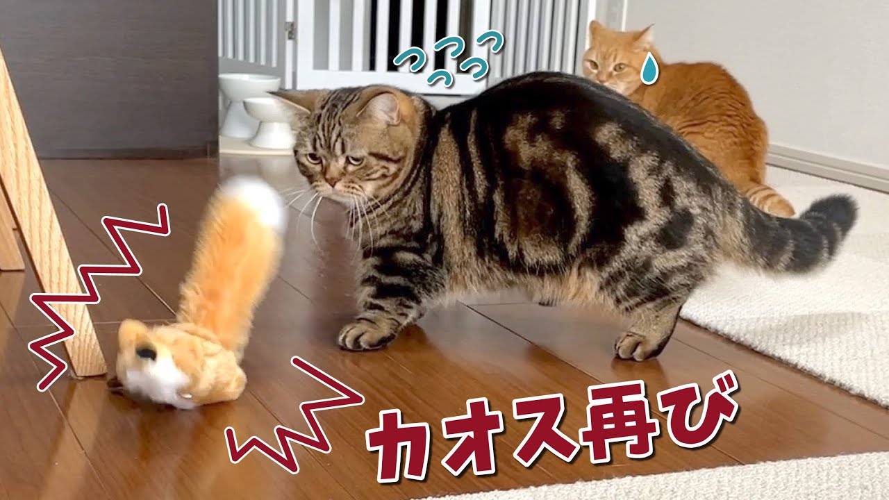 怖いもの知らずの弟猫でも敵わない最恐おもちゃが再び現れた…！