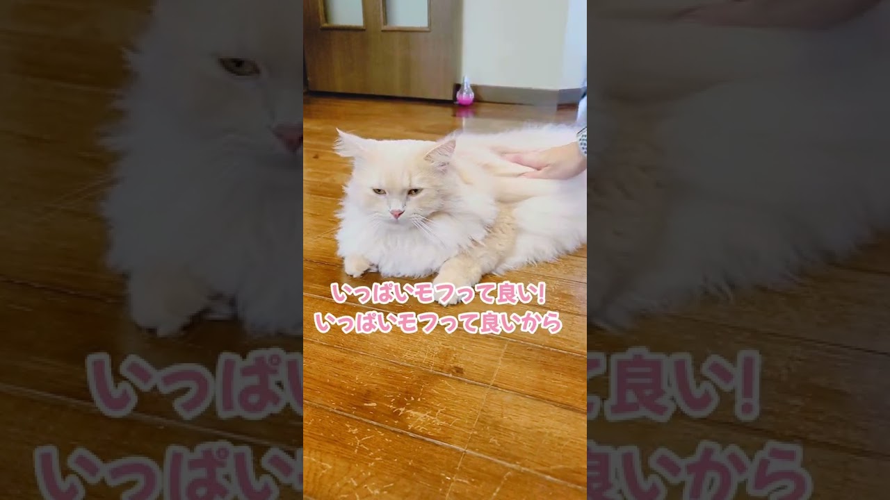 おててチュッチュする3歳ラガマフィン #shorts