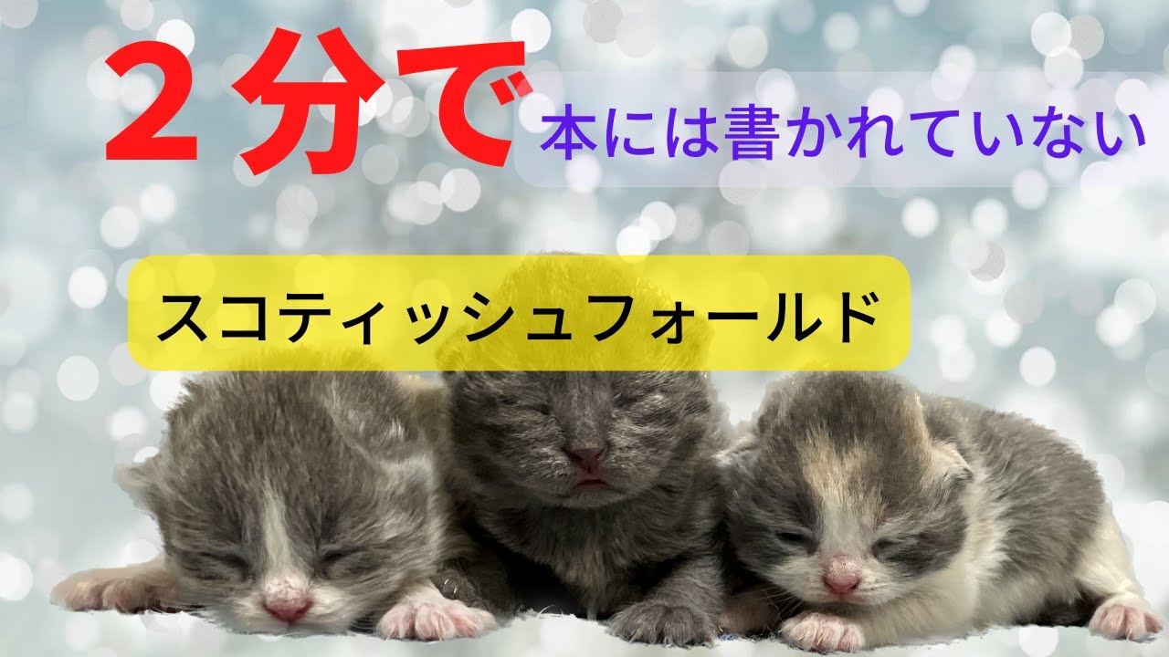 【スコティッシュフォールド選び】可愛いけど何かと物議を交わす猫種