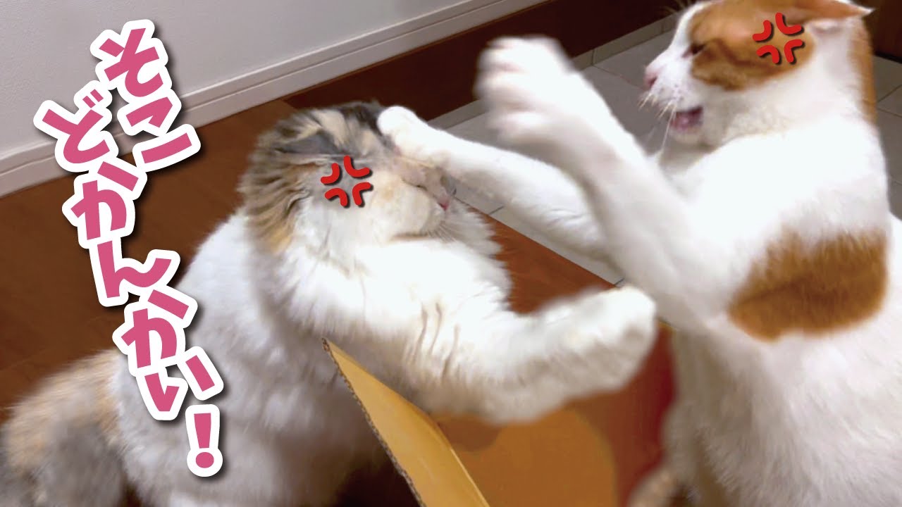 お気に入りの寝床の取り合いで猫たちが殴り合いの大喧嘩をしてました…【関西弁でしゃべる猫】