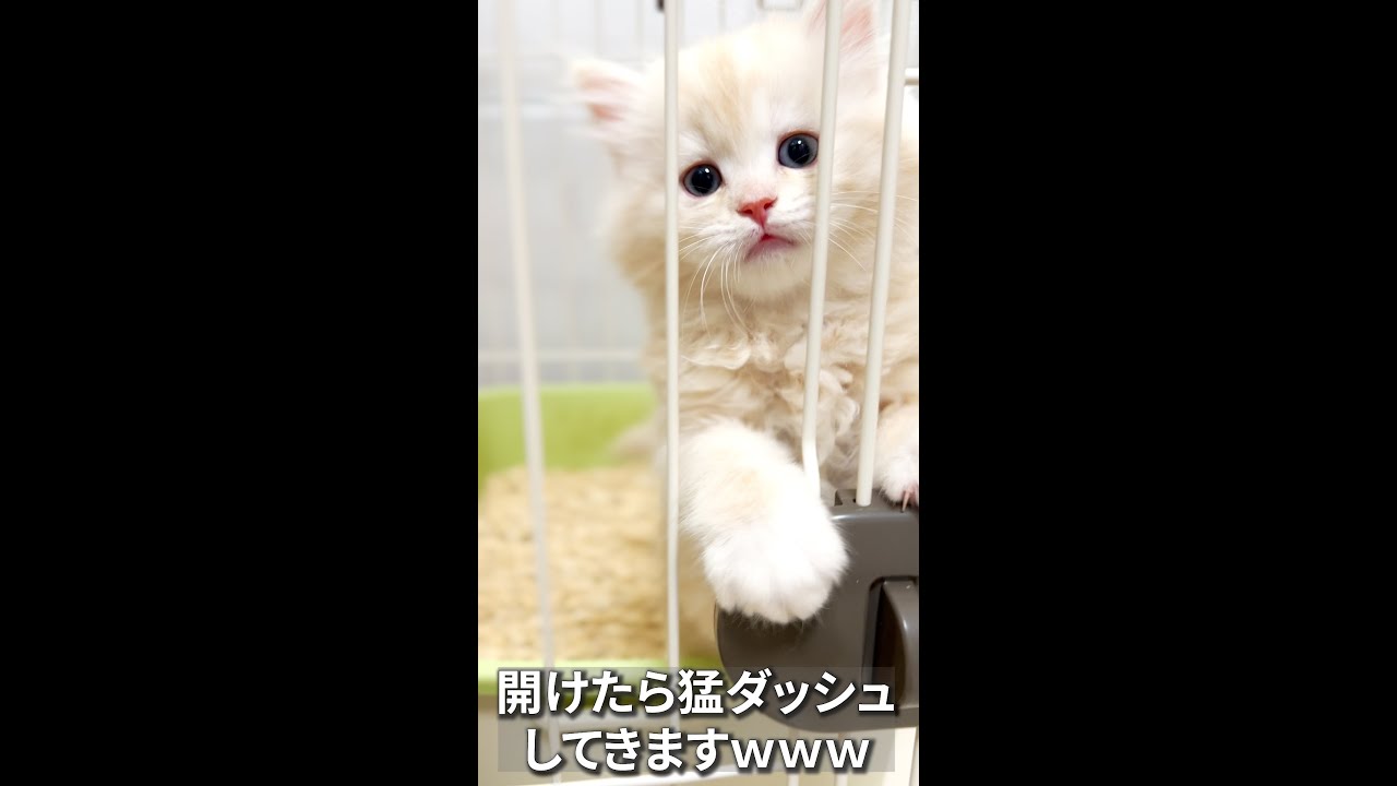 出してくれアピールが可愛いですね〜😍#マンチカン #マンチカン子猫 #子猫 #ミヌエット #shorts