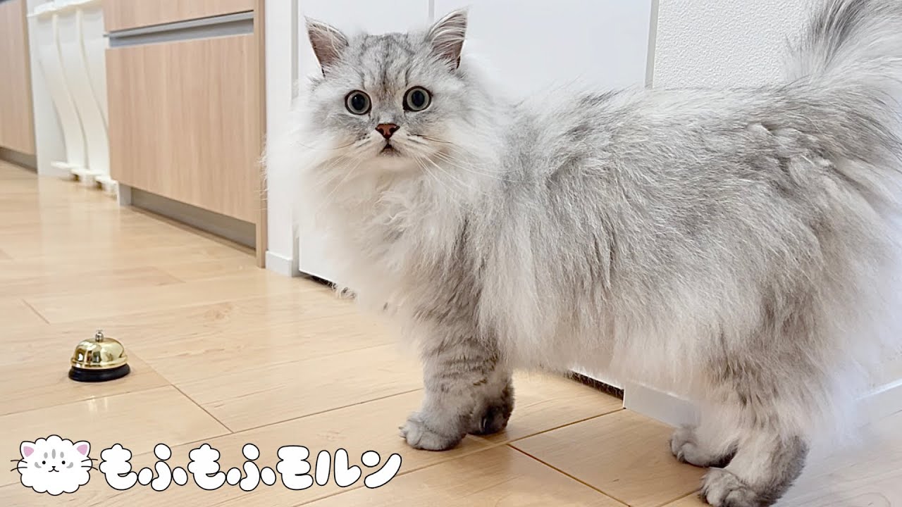 猫はベルを鳴らせるようになるでしょうか 【サイベリアン】