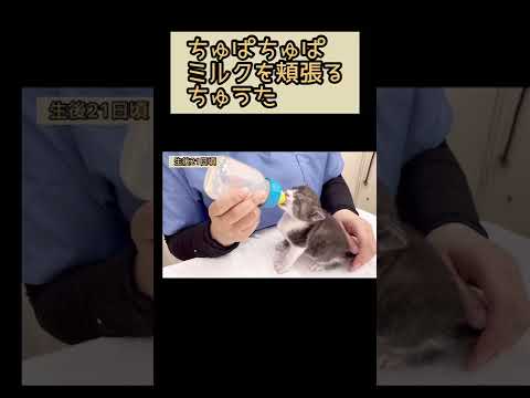 生後21日の子猫の至福のミルクタイムが癒し…！【猫のちゅうた】#shorts