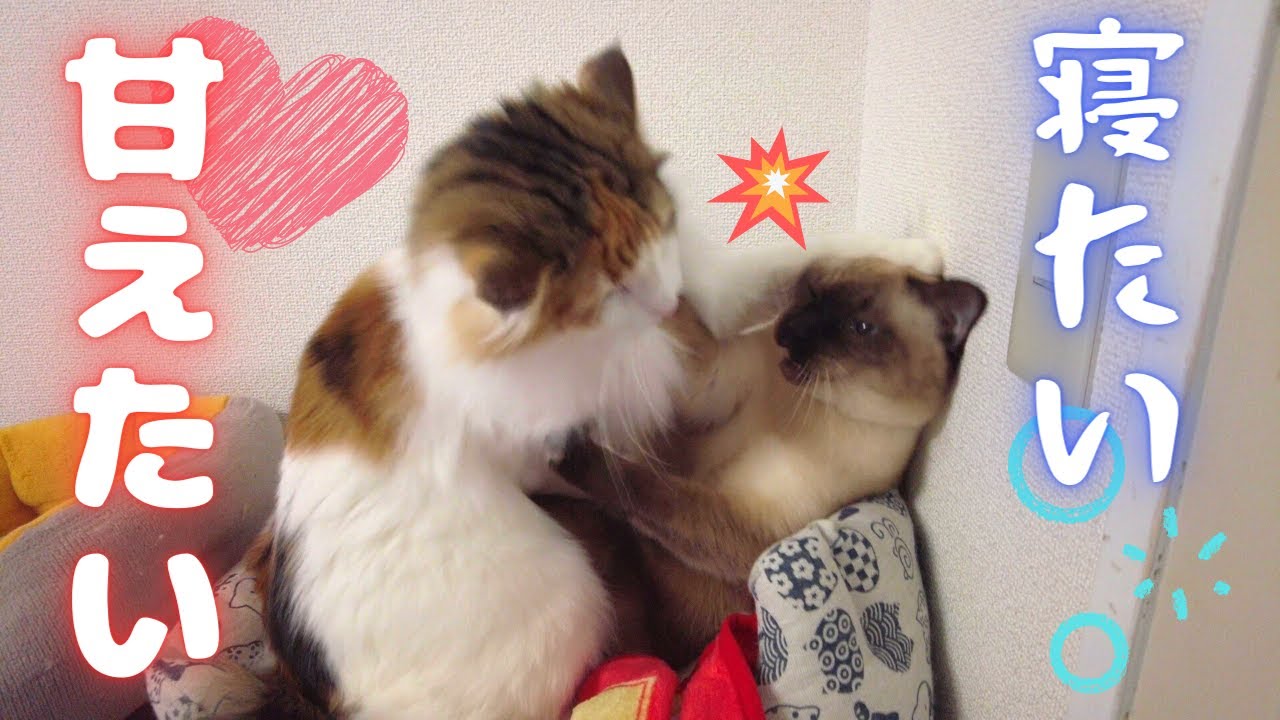 【喧嘩すなｗ】甘えて一緒に寝たい美人猫VS一人で寝たい保護猫ｗｗ【シャム猫/シャムミックス・ノルウェージャンフォレストキャット】