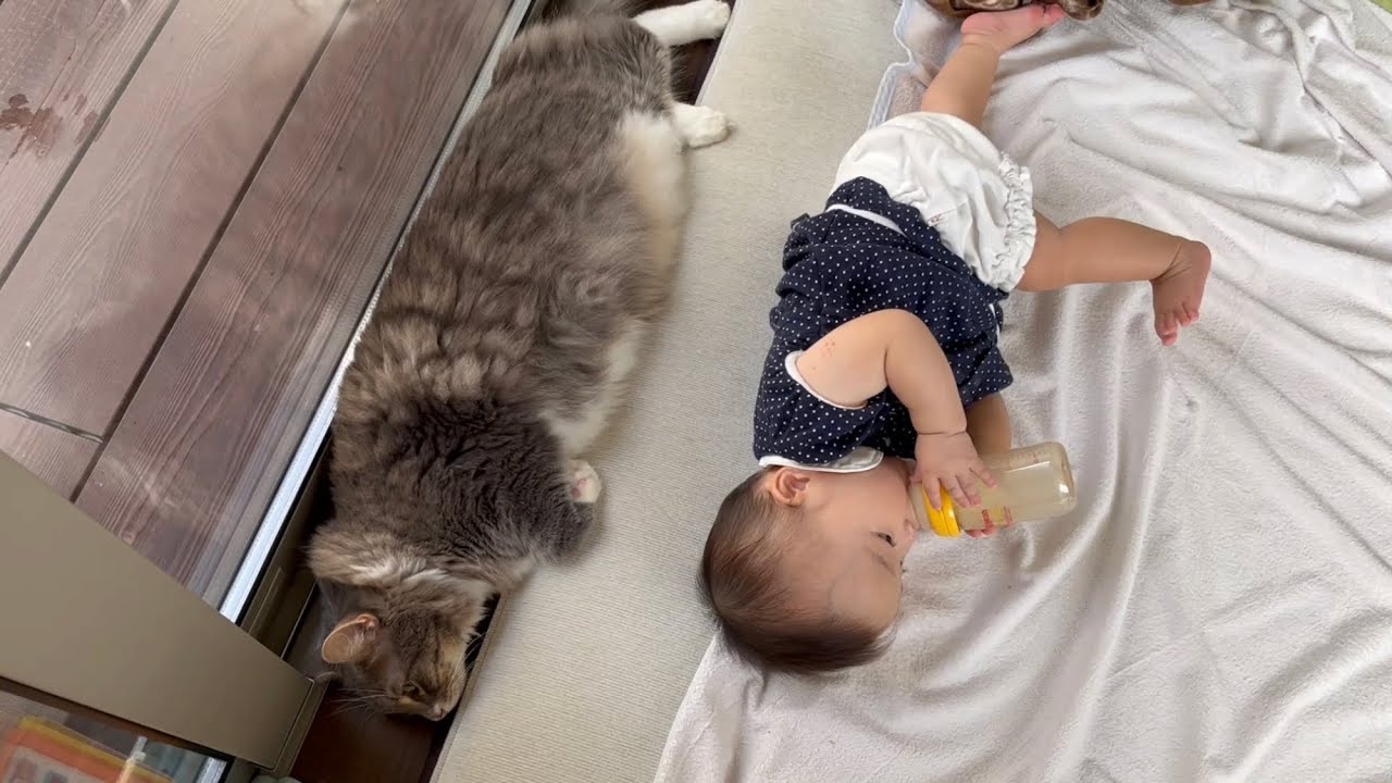 赤ちゃんとシンクロする猫　ノルウェージャンフォレストキャット　Cat synchronizing with baby