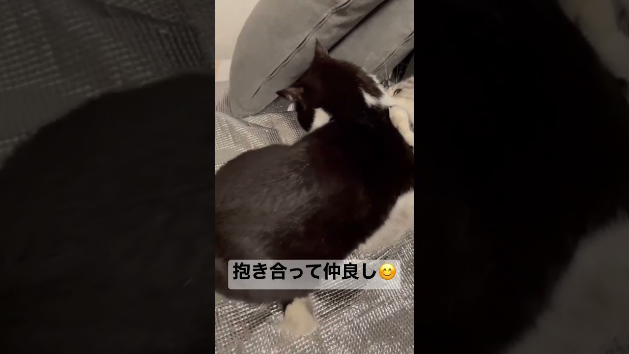 仲良しな猫たち！と思いきや？#shorts #猫 #スコティッシュフォールド