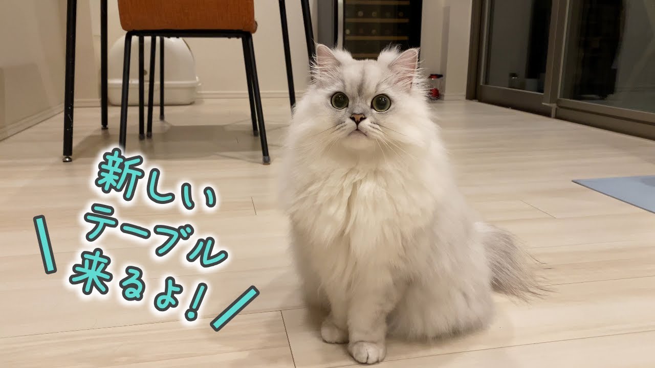 新しいダイニングテーブルがやってきた！猫の反応は…