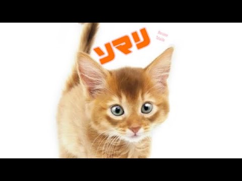 【ソマリ】ようこそ高井戸店へ