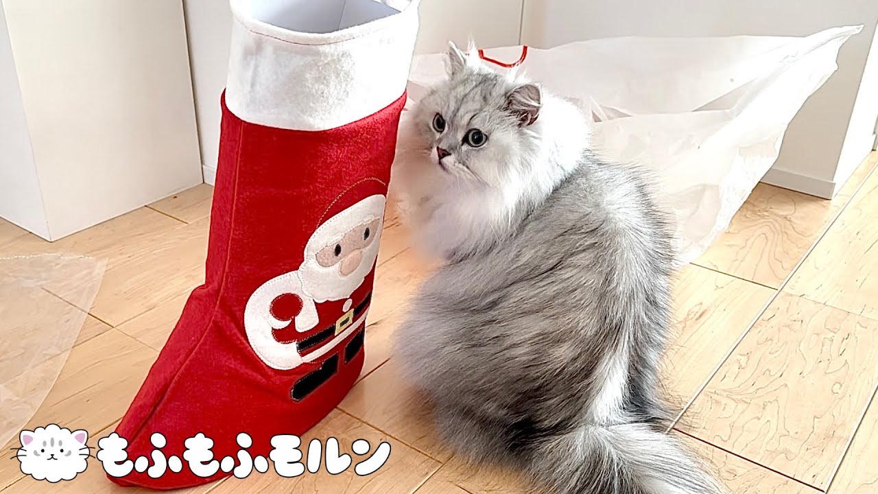 猫が靴下に入れるかチャレンジした結果… 【サイベリアン】