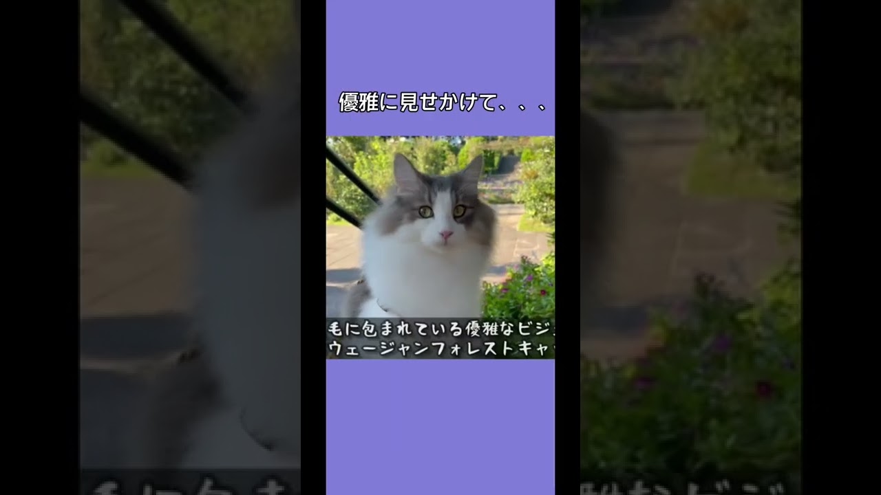 ノルウェージャンフォレストキャットの真相暴く！！