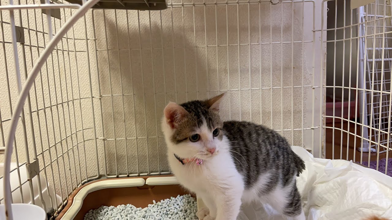 【ライブ】子猫のリサリサちゃん代表宅にて一日保育園！やんのか！ポーズが可愛すぎる（笑）