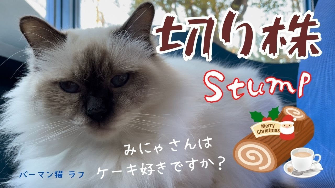 みにゃさんはケーキ好きですか？【切り株】Stump（バーマン猫）Birman/Cat