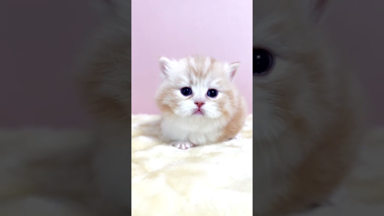 プルプルする子猫ちゃん 笑笑😂😂　#shorts #マンチカン #子猫 #ミヌエット #マンチカン子猫