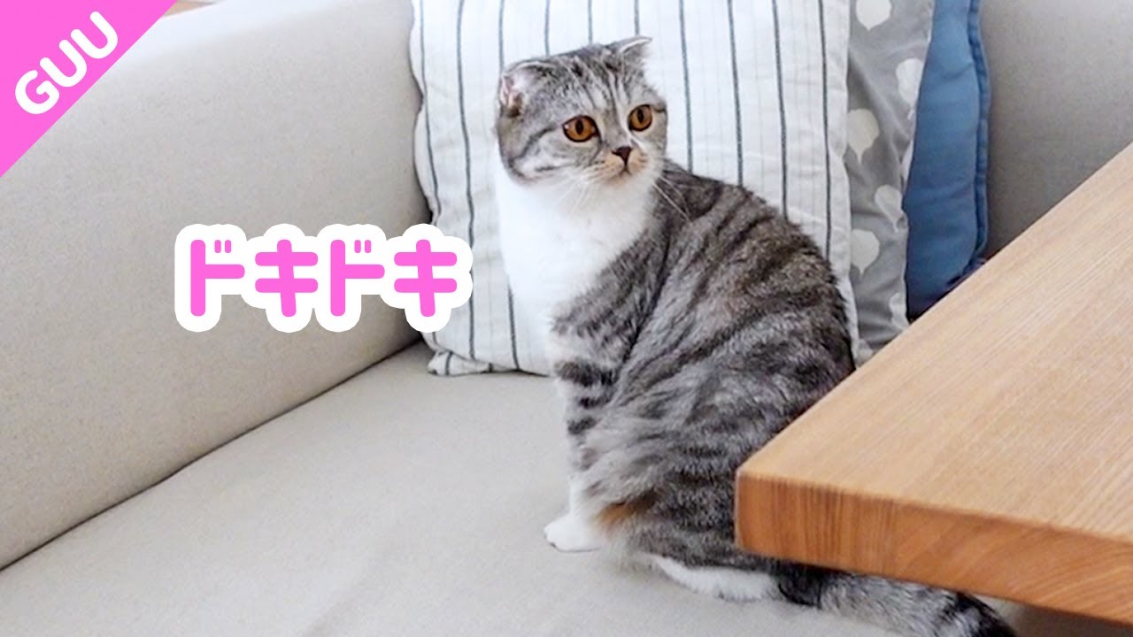 女子会に参加する猫［スコティッシュフォールド］