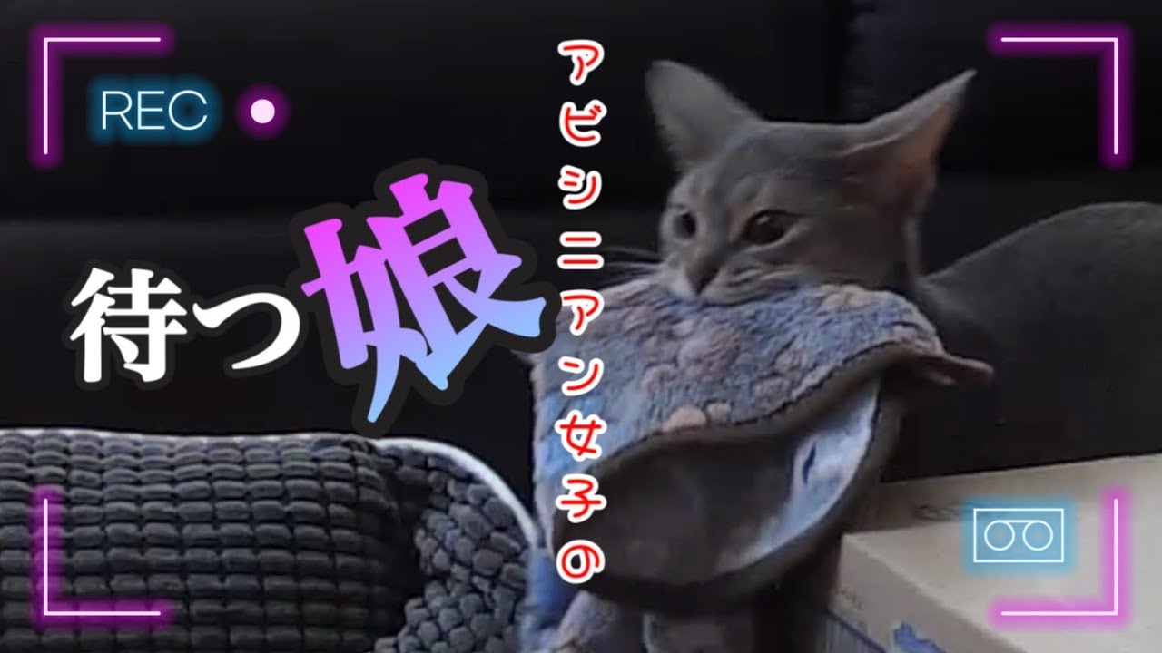 【ペットカメラ】アビシニアン女子の待つ娘
