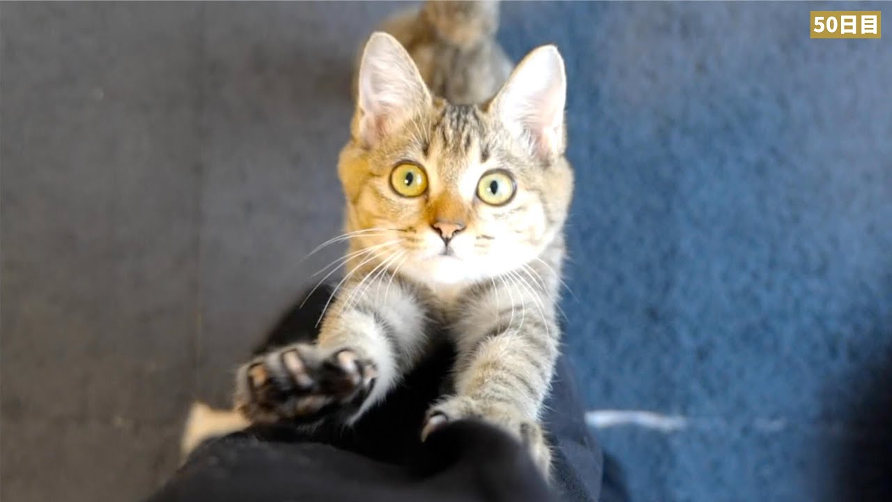 こんなに懐いてくれた子猫とも、もうお別れです