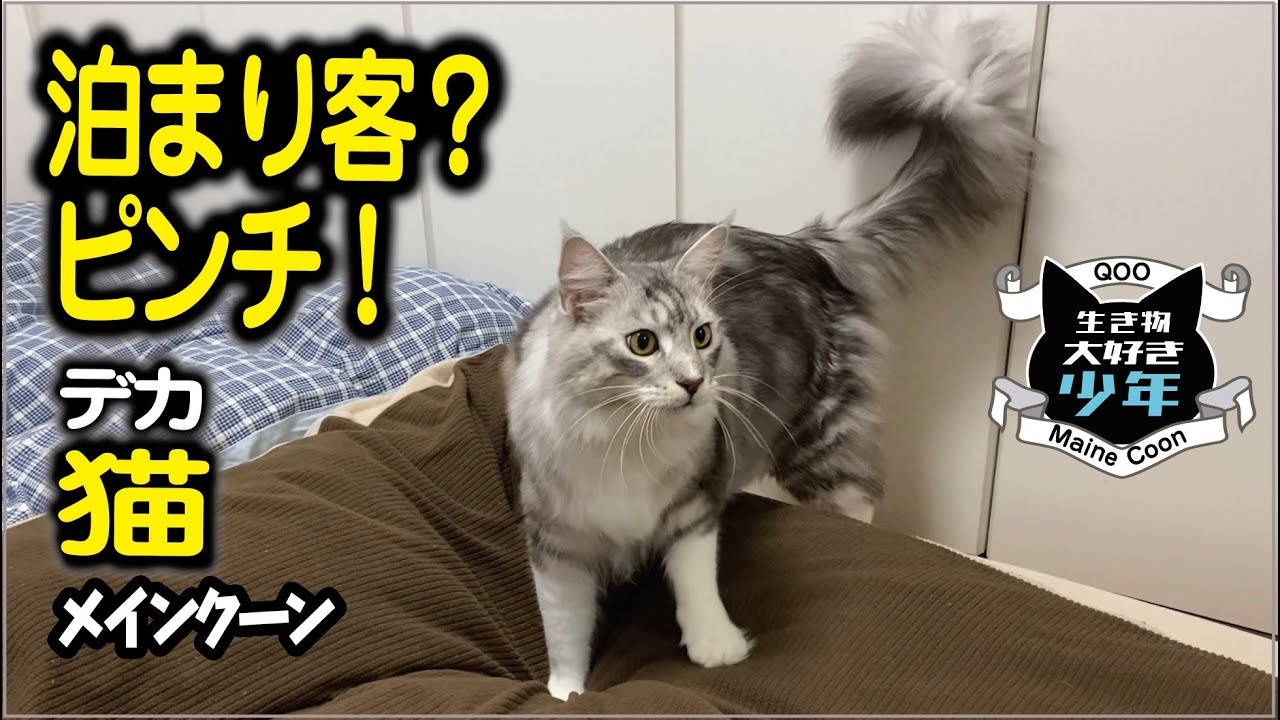 【メインクーン】お泊まり客がやってきた！人見知り大型猫大の反応は？