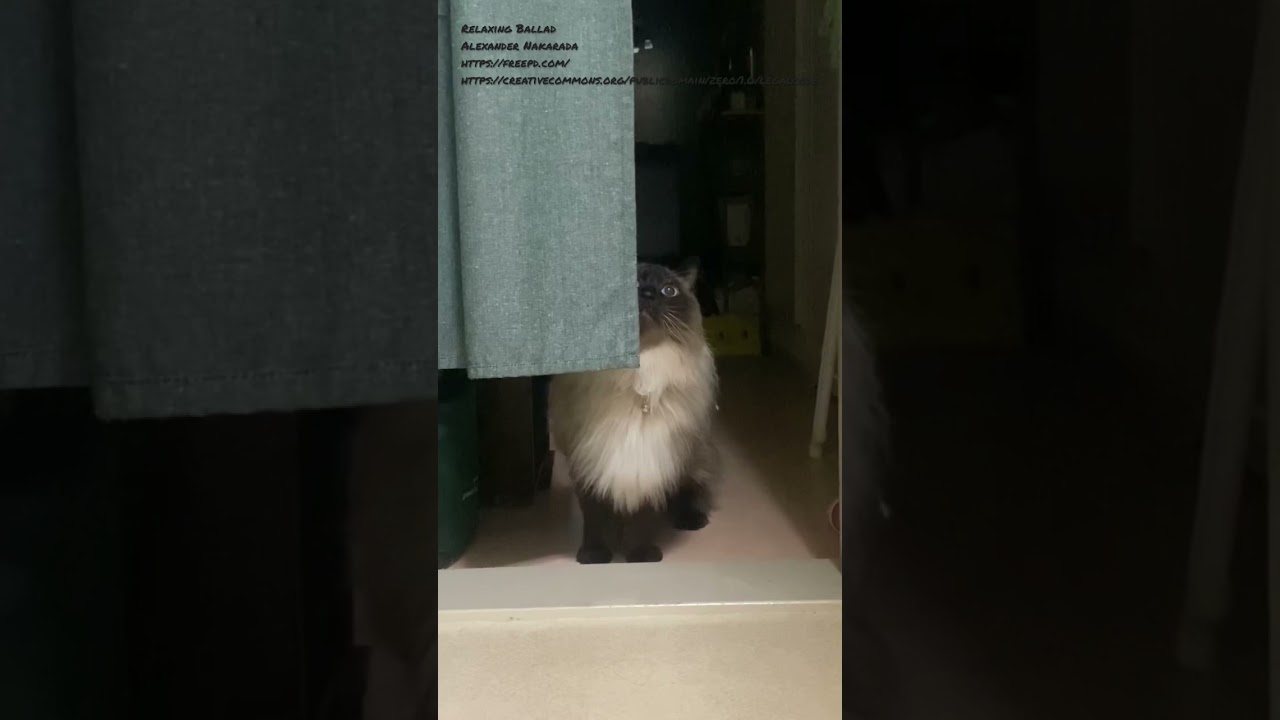 猫動画 ヒマラヤンの鳴き声 猫の鳴き声