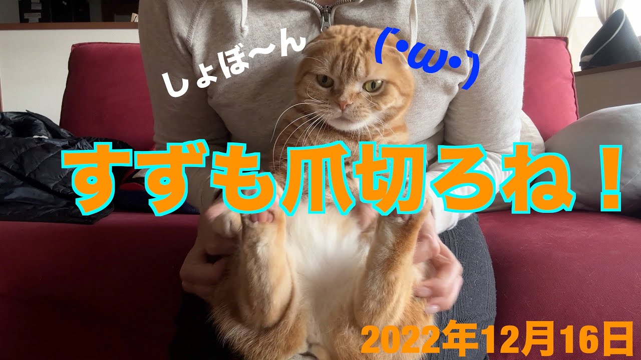 爪切りは、おキライ⁉️スコティッシュフォールド「すず」：2022.12.16
