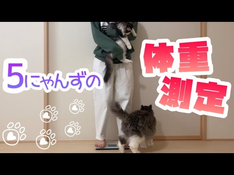 【体重公開！】ノルウェージャンフォレストキャットとターキッシュアンゴラの体重測定✨