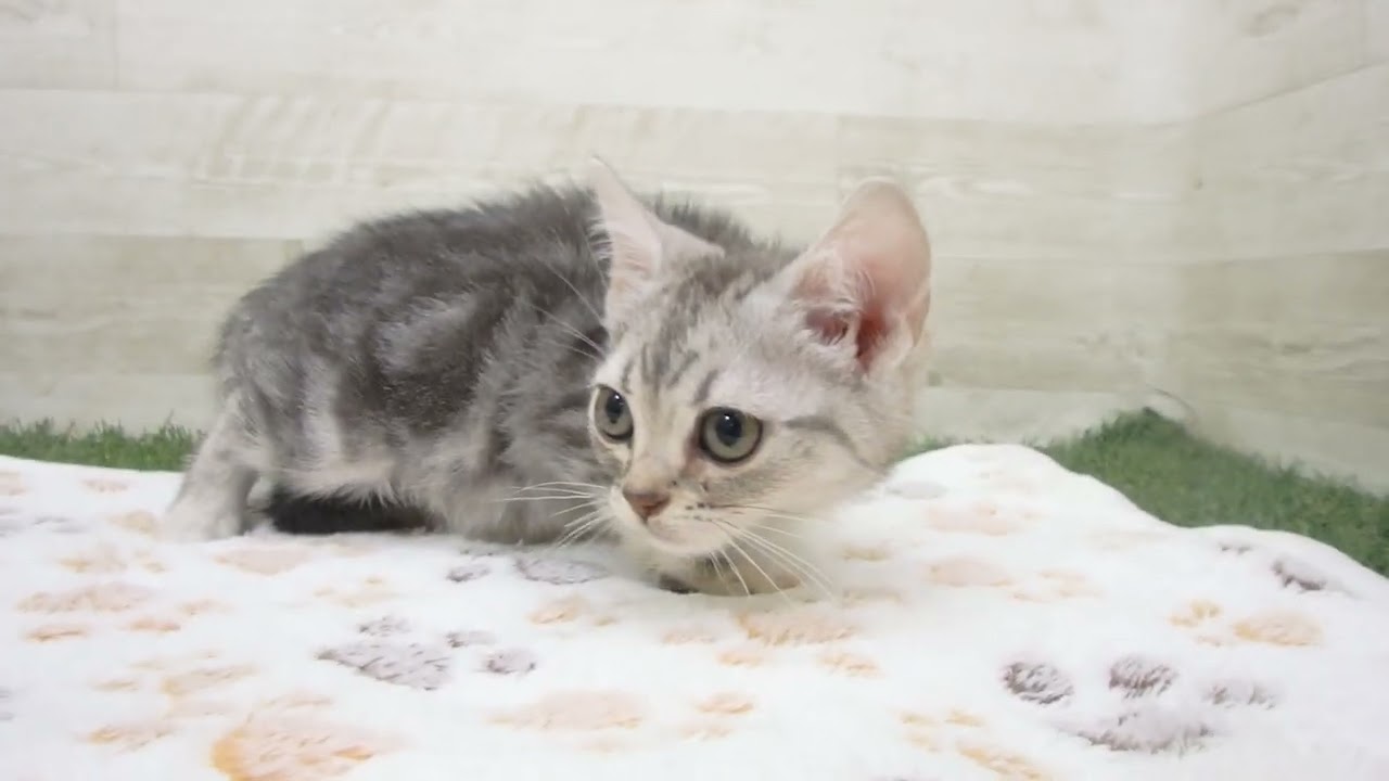 00612564 アメリカンショートヘアー