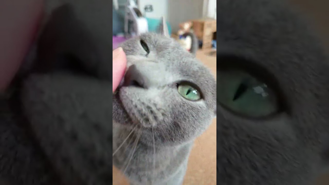 【猫動画】自分の名前に反応するロシアンブルー【russianbule】#shorts　Russian blue reacting to her name