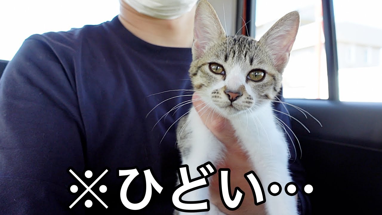 子猫の尿に異常があったので緊急で病院に連れていきました…